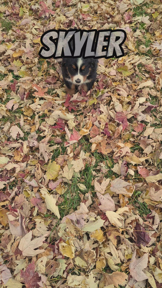 Skyler - Female Puppy - Bernese Mountain Dog