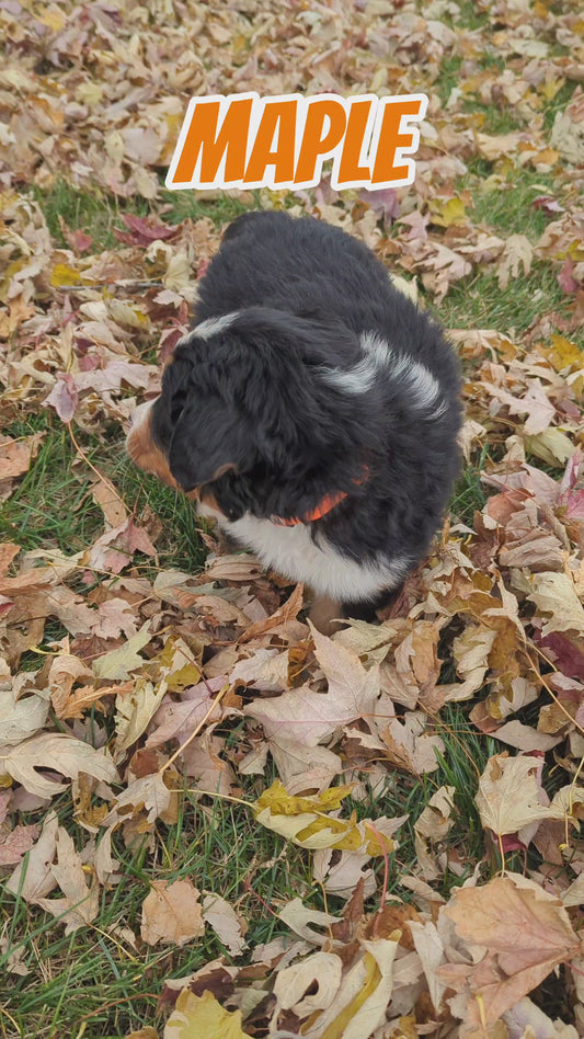Maple - Female Puppy - Bernese Mountain Dog
