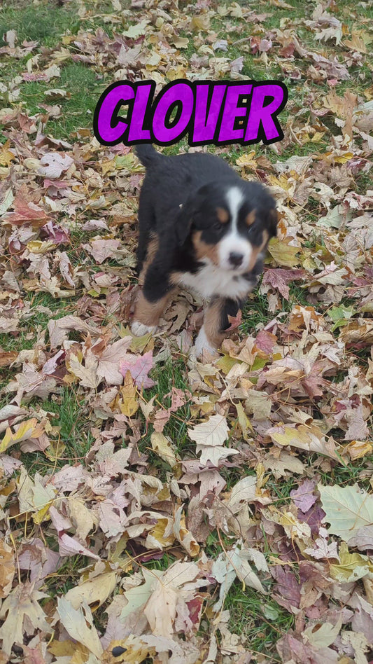 Clover - Female Puppy - Bernese Mountain Dog