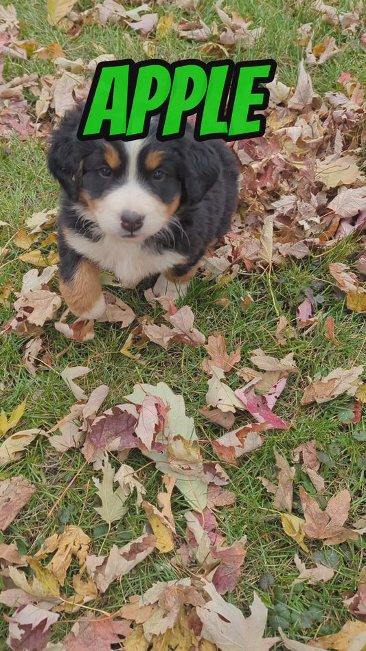 Apple - Female Puppy - Bernese Mountain Dog