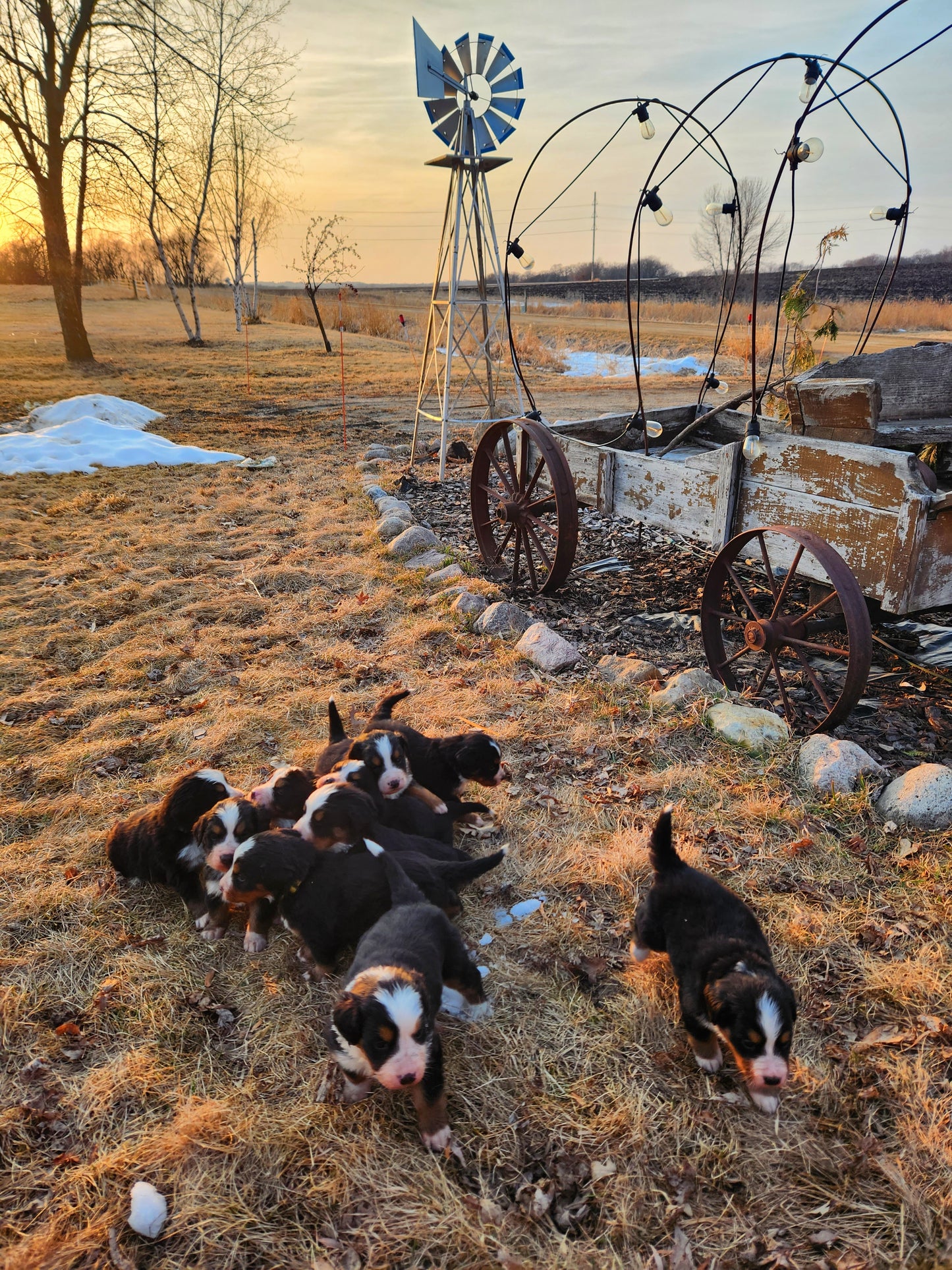 Mercedes - Female Puppy - Bernese Mountain Dog
