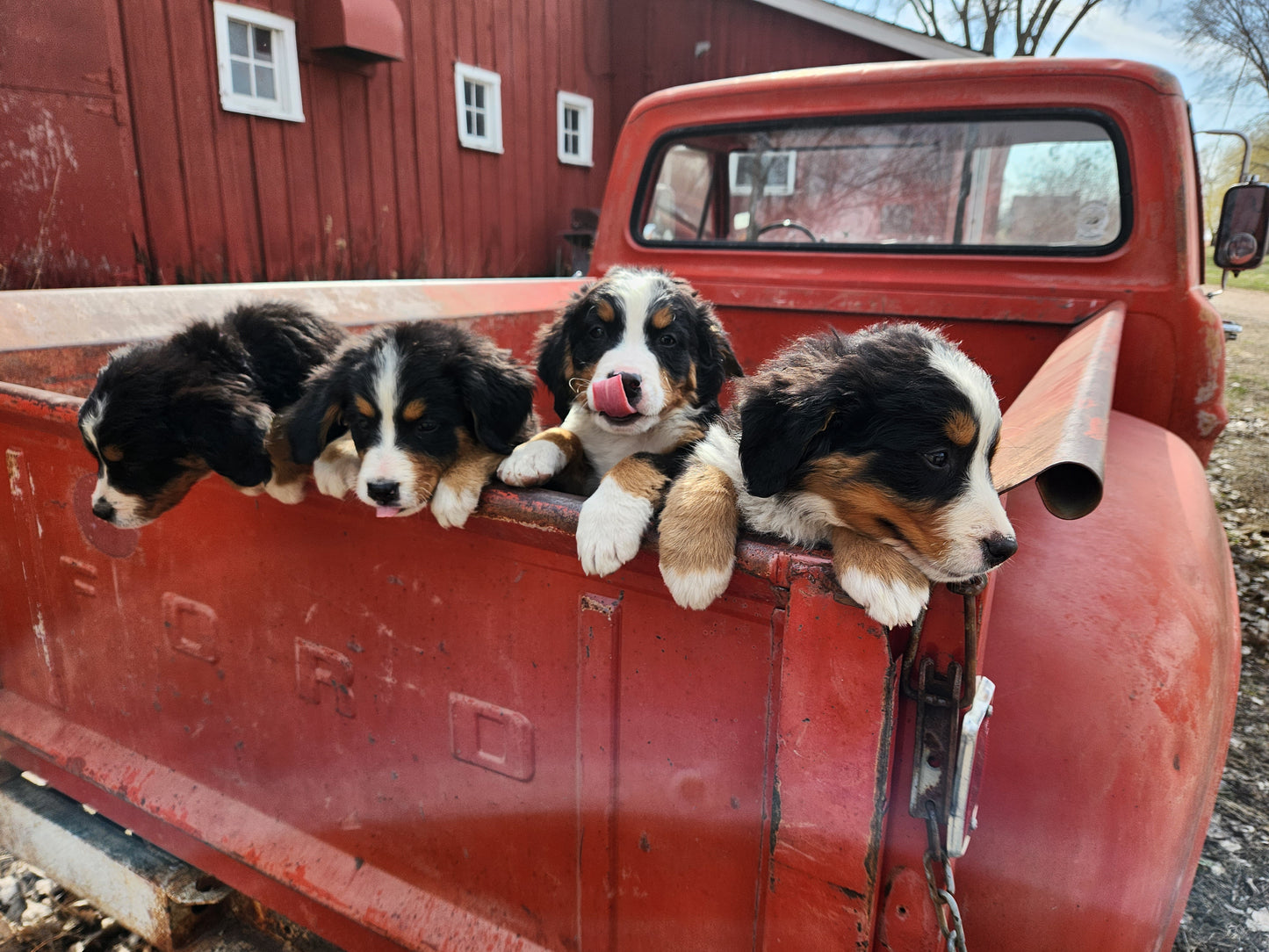 Mack -  Male Puppy - Bernese Mountain Dog