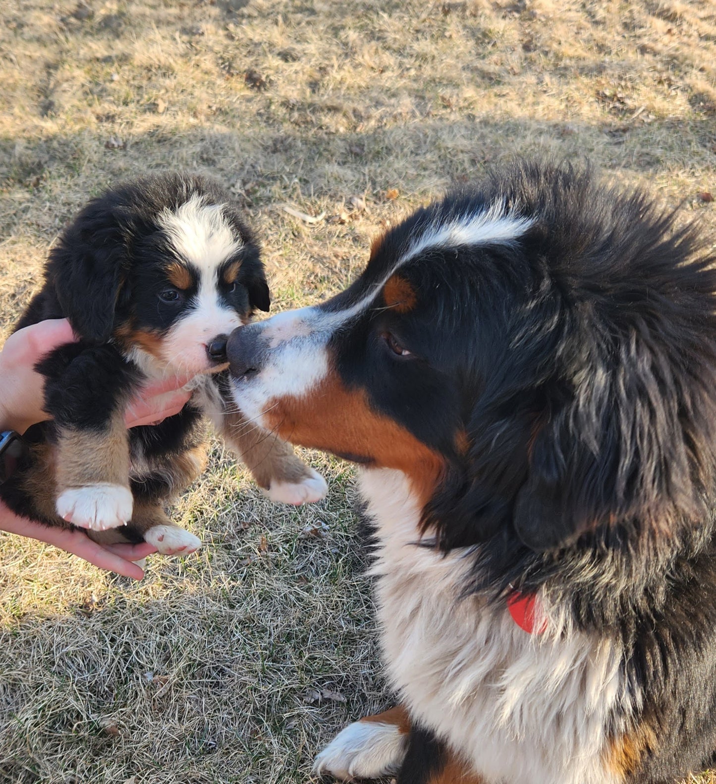 Ram - Male Puppy - Bernese Mountain Dog