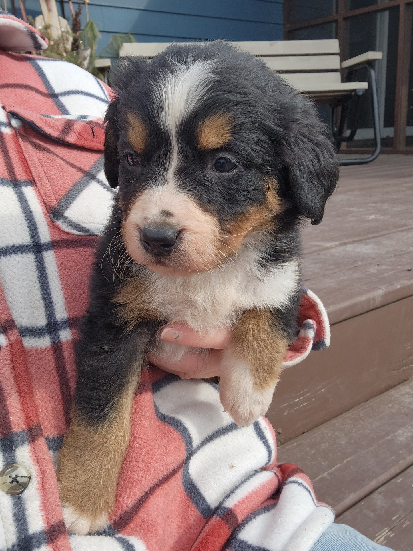 Tesla - Female Puppy - Bernese Mountain Dog